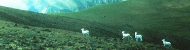 Dall sheep